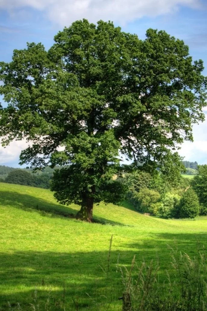 Grüne Landschaft Nümbrechts mit großem alten Baum