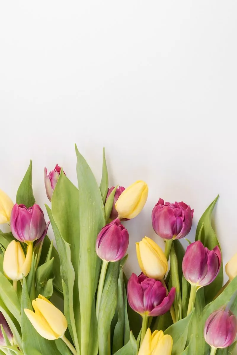 gelbe und rosa Tulpen vor weißen Hintergrund