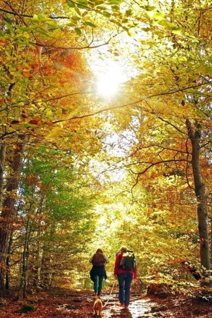 Zwei Personen wandern mit Hund durch einen herbstlichen Wald bei Sonnenlicht, umgeben von buntem Laub, nahe dem Parkhotel Nümbrecht.
