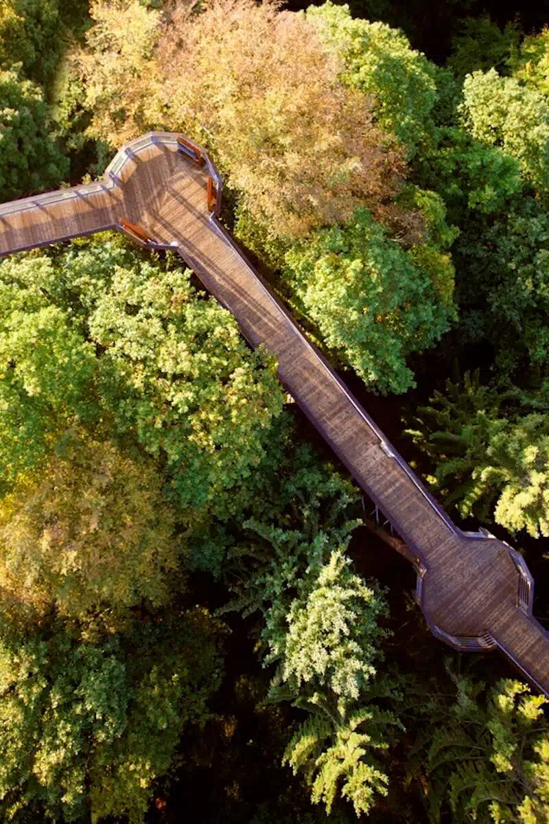 Hölzerne Wasserrinne oder Baumstammleitung in einem bewaldeten Gebiet.